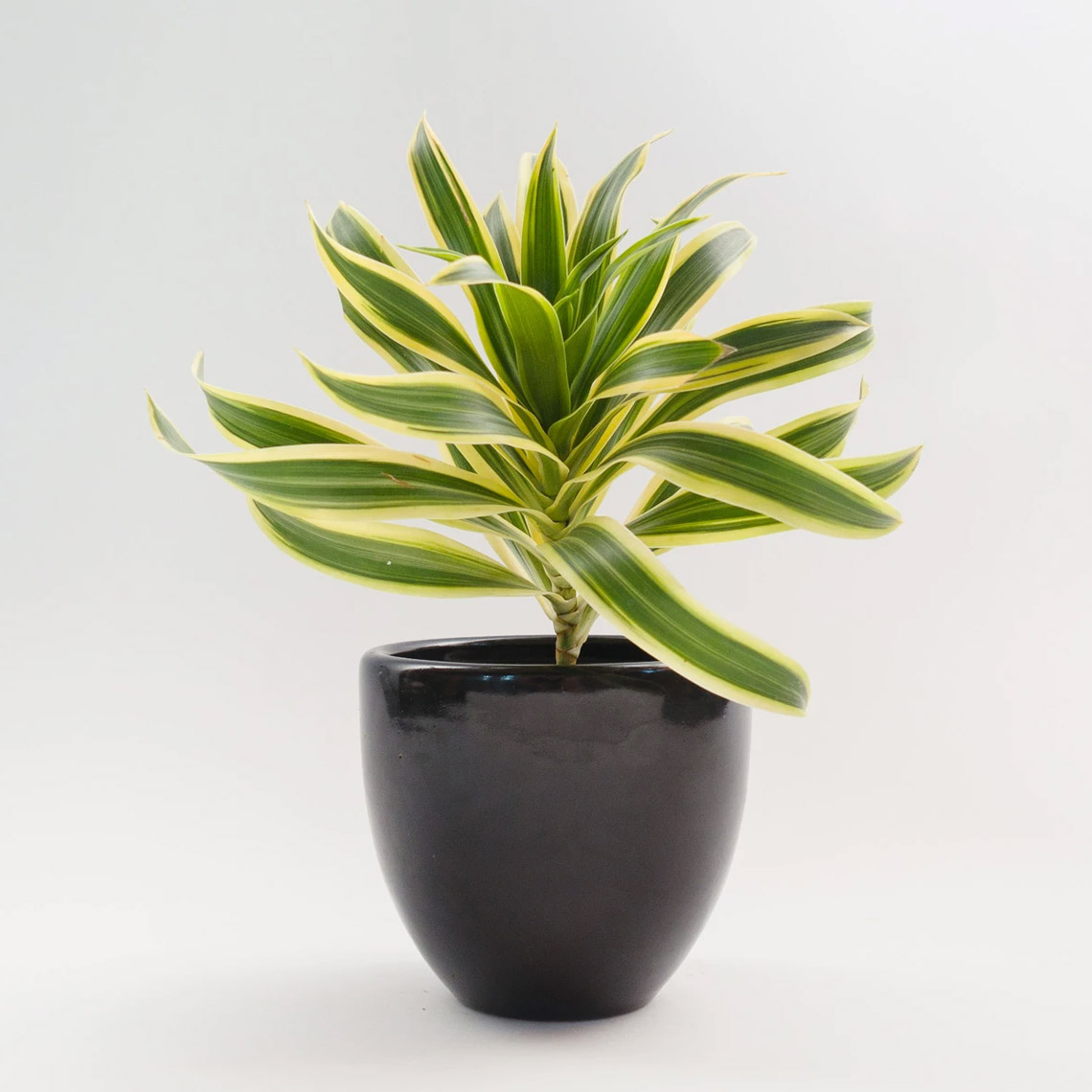 ANTURIO /Anthurium Andreanum