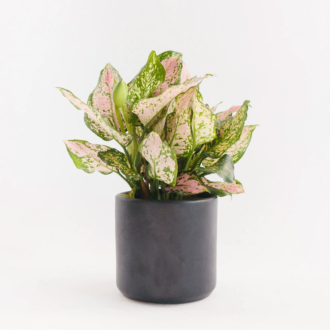 Aglaonema - Lady