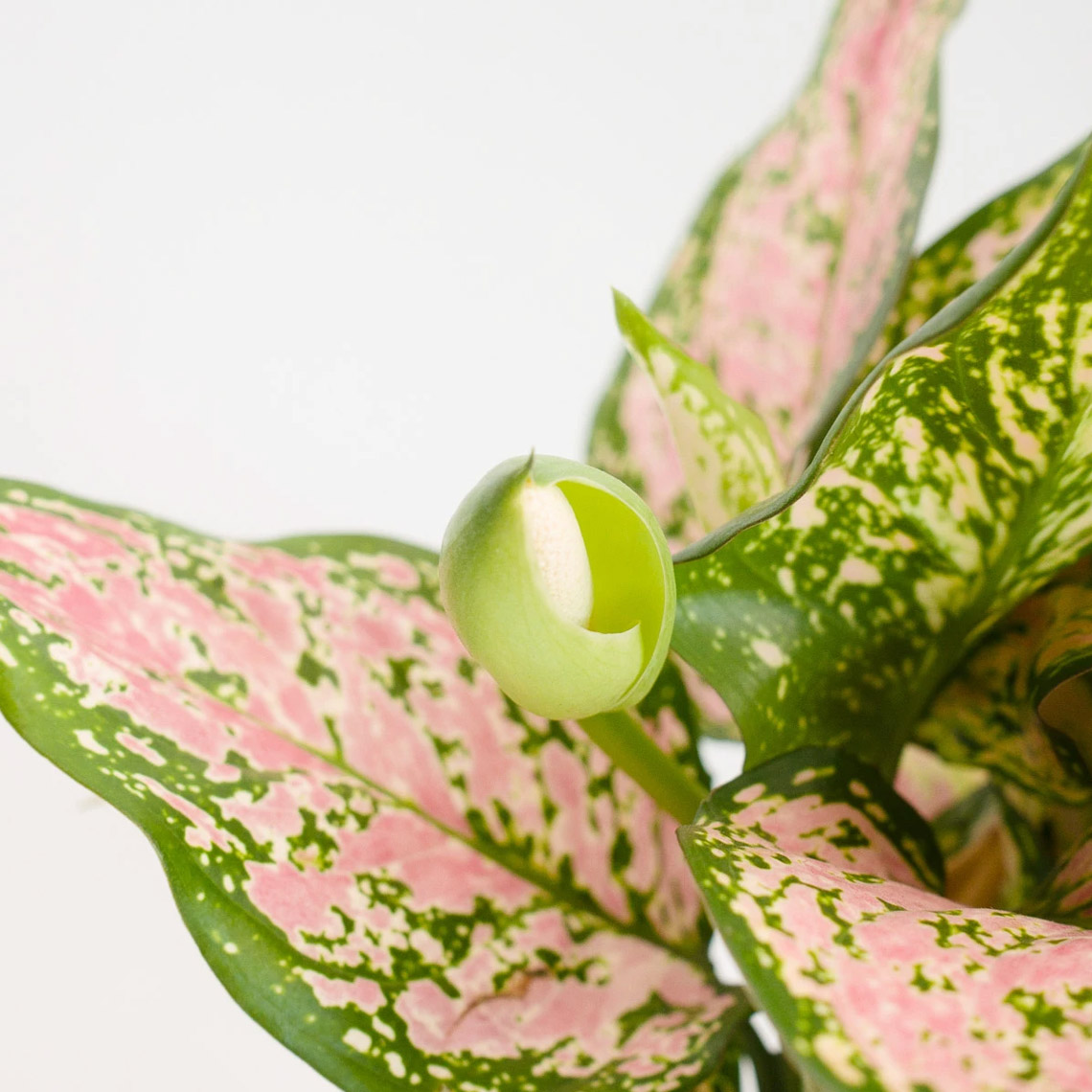 Aglaonema - Lady - Imagen 3