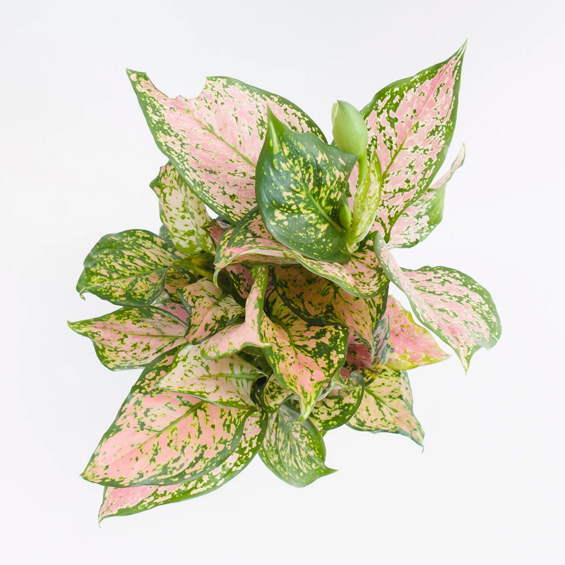 Aglaonema - Lady - Imagen 4