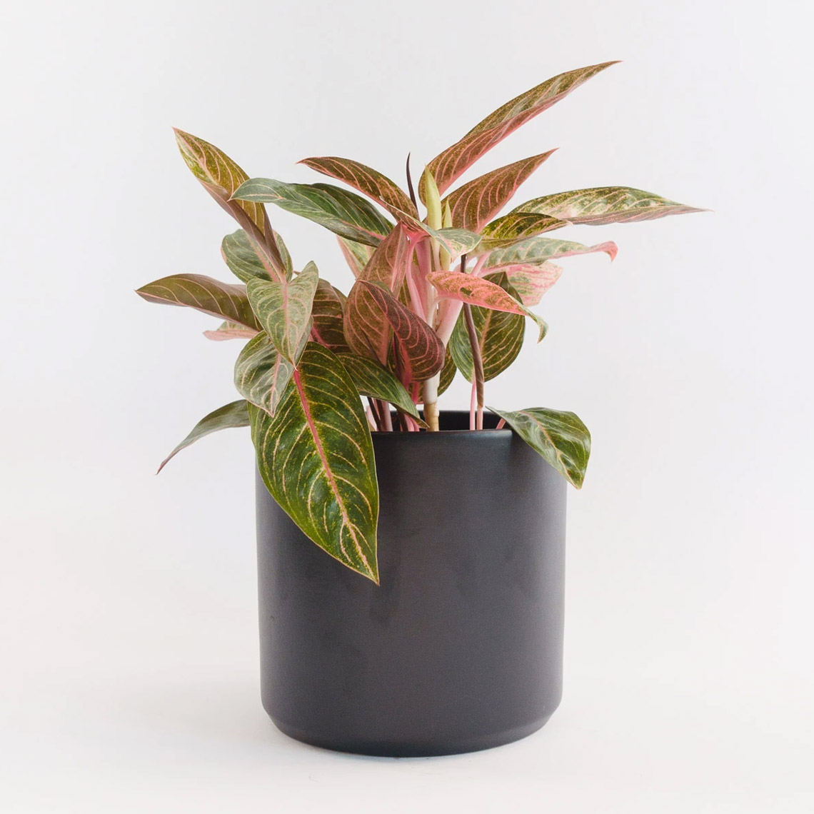Aglaonema - Tropic