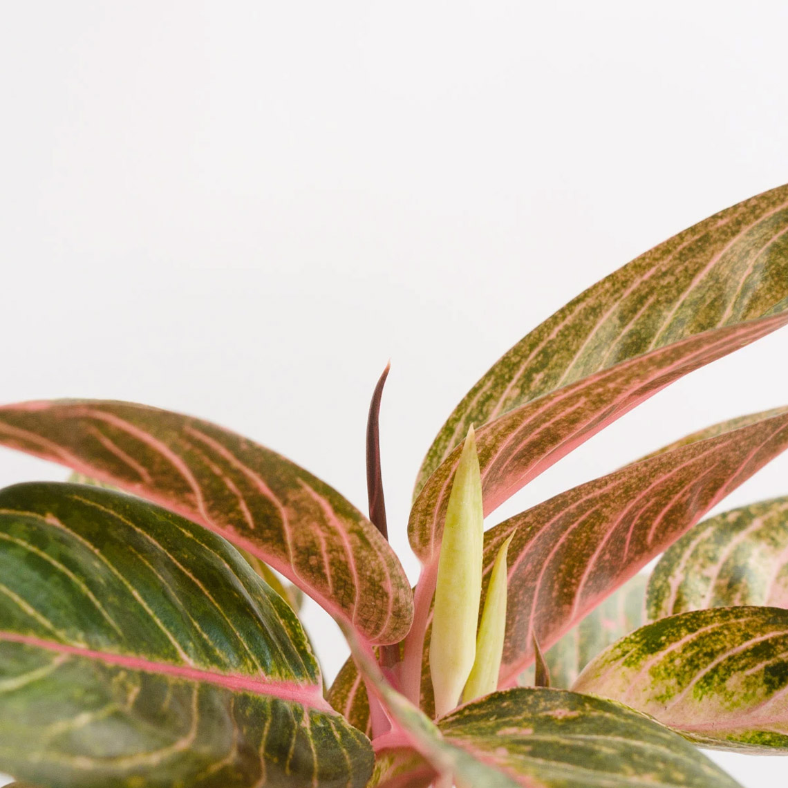 Aglaonema - Tropic - Imagen 3