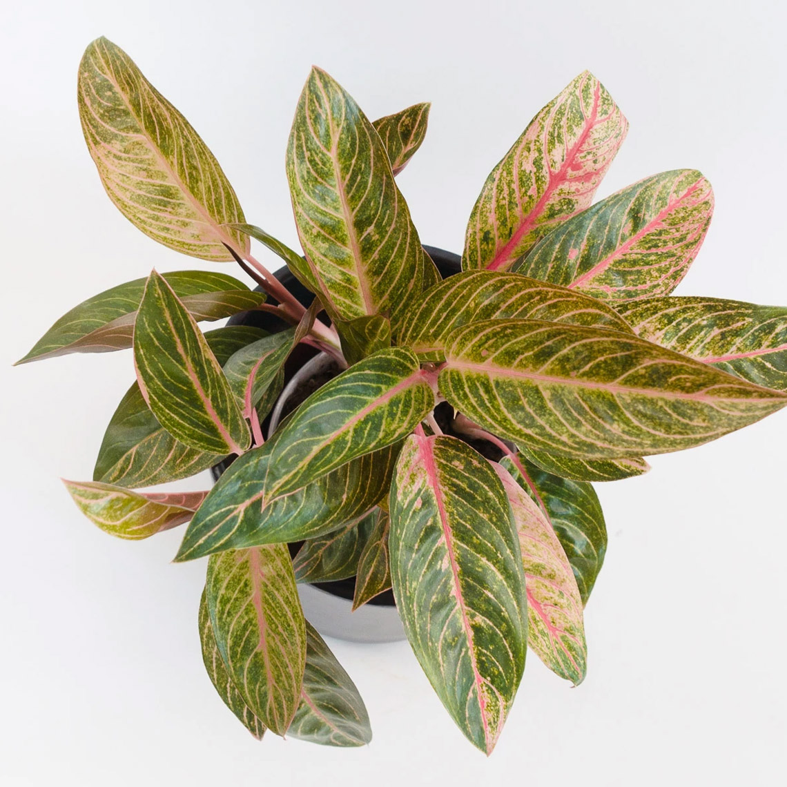 Aglaonema - Tropic - Imagen 4