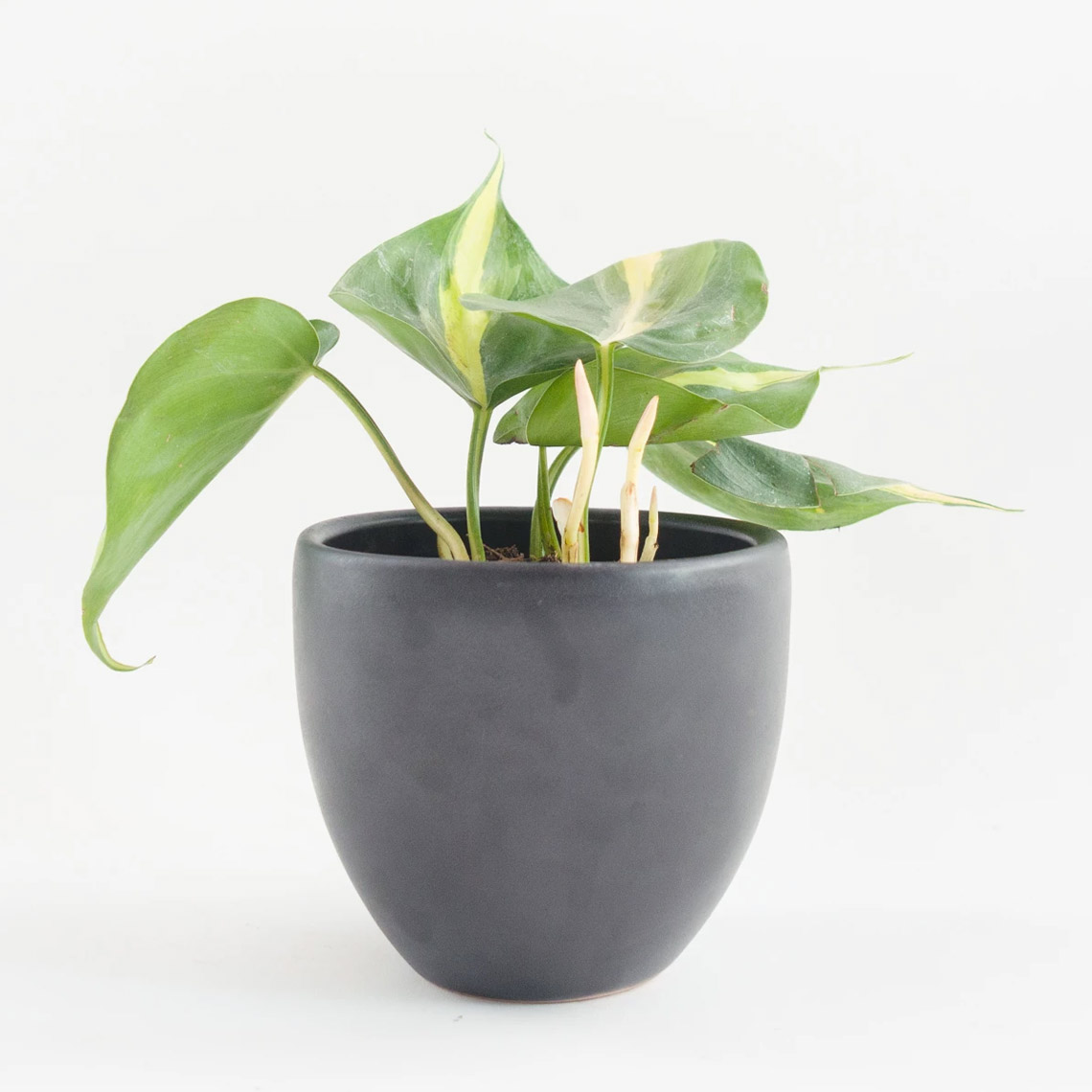 Philodendron - Heart
