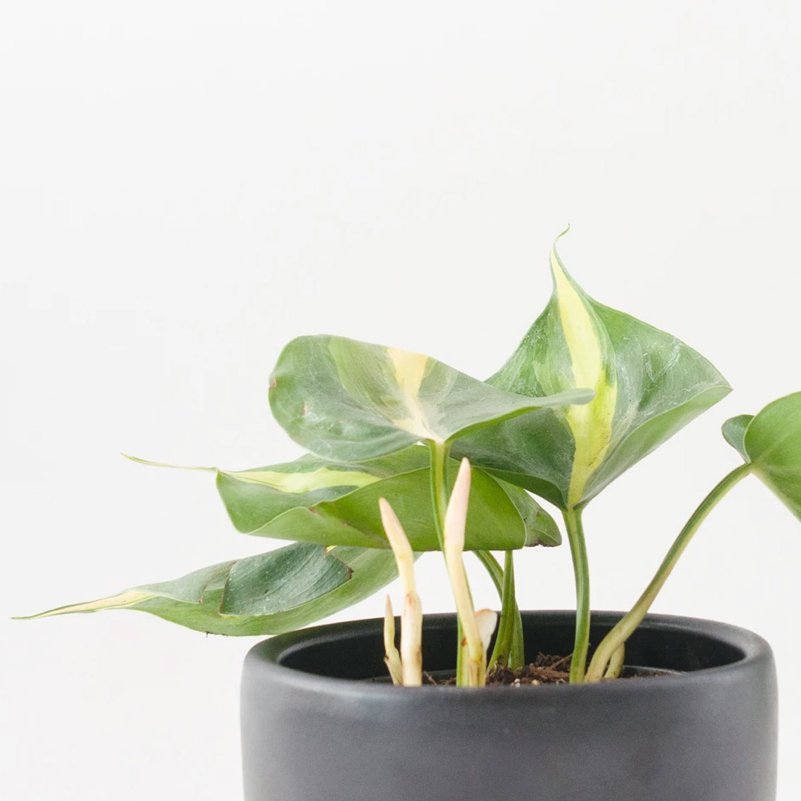 Philodendron - Heart - Imagen 4