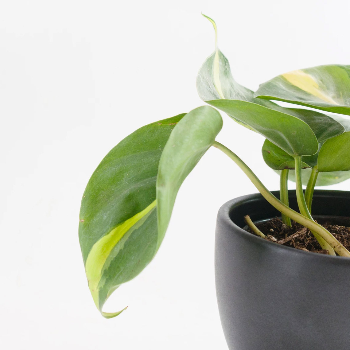 Philodendron - Heart - Imagen 3