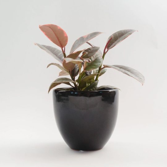 GERANIO MALVON /Pelargonium x hortorum