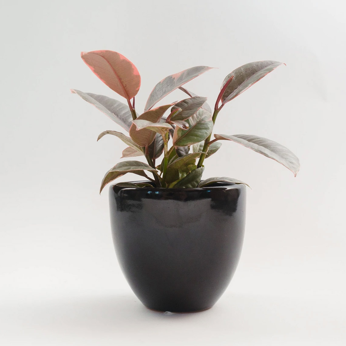Ficus - Decora Ruby