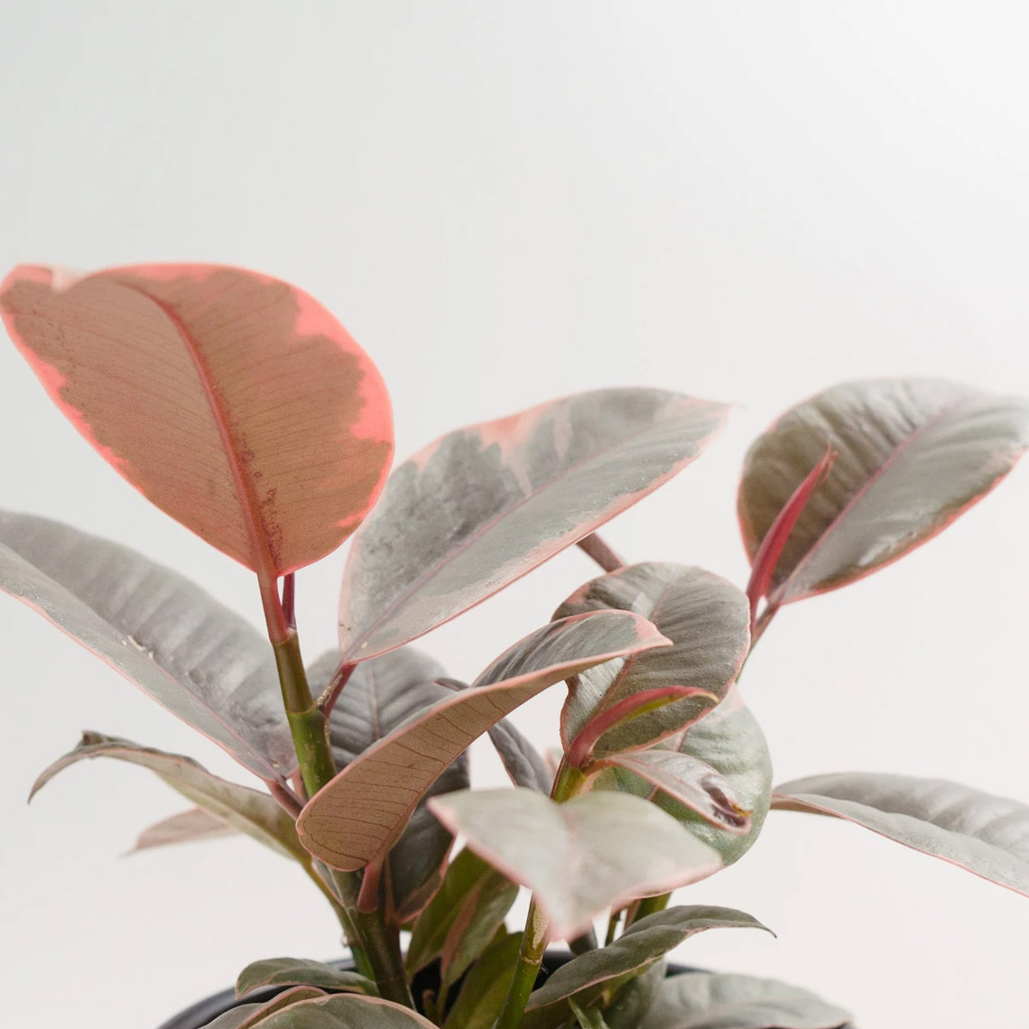 Ficus - Decora Ruby - Imagen 3