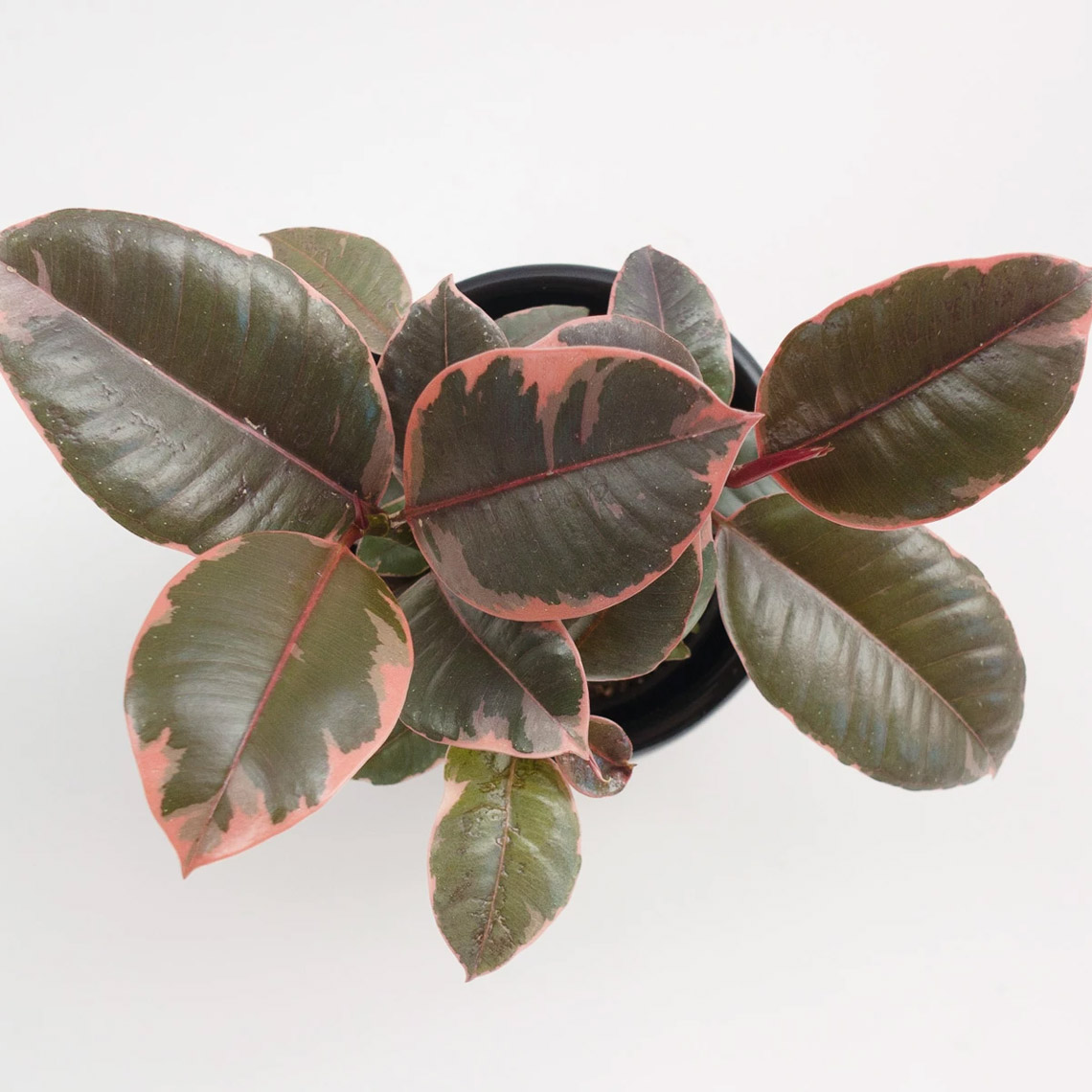 Ficus - Decora Ruby - Imagen 4